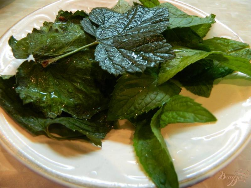 Фото приготовление рецепта: Чай из листьев смородины и мяты шаг №1