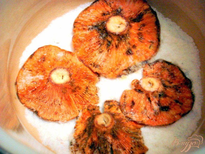 Фото приготовление рецепта: Засолка грибов рыжиков холодным способом шаг №3